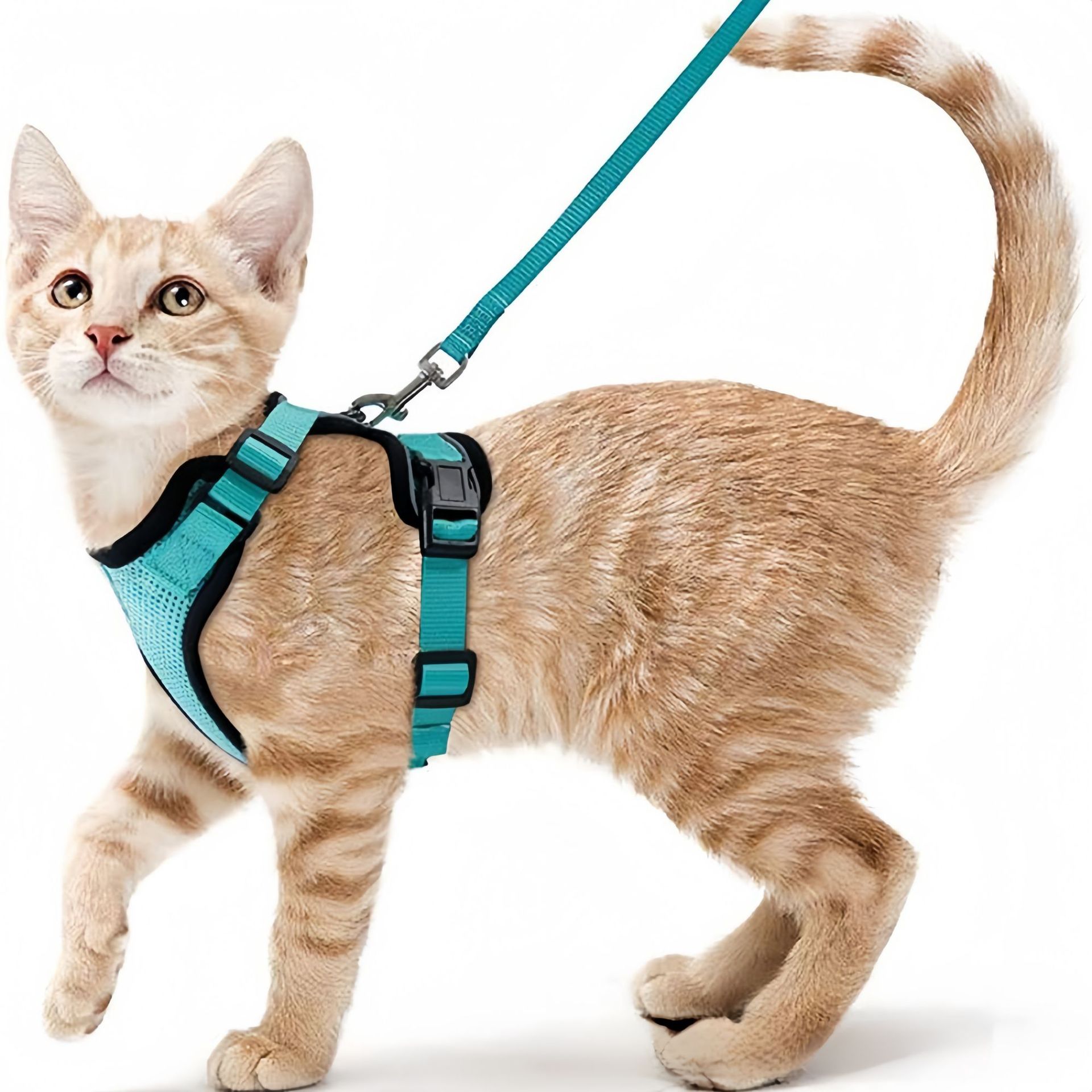 Pet Supplies Amazon - Amazon evcil hayvan göğüs kayışı kedi