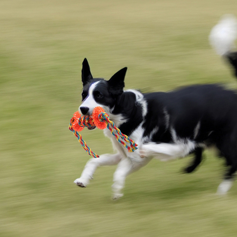 Amazon Sınır Ötesi Satışları İ - Pet Supplies Amazon incelemesi ve fiyatı