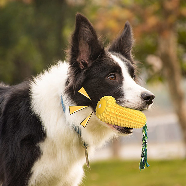 Gıcırtılı Mısır Köpek Diş Fırç - Pet Supplies Amazon incelemesi ve fiyatı